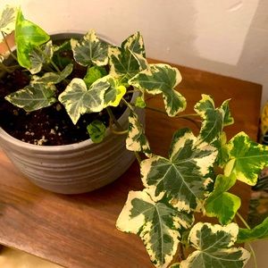 Plant